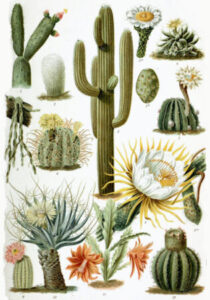 Comment acheter du stock de cactus (WHD) - Guide étape par étape