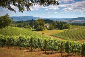 Comment acheter des actions dans Willamette Valley Vineyards (WVVI). Guide étape par étape